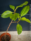 Ficus Altissima Aurea Variegata, organically grown plants for sale at TOMs FLOWer CLUB.