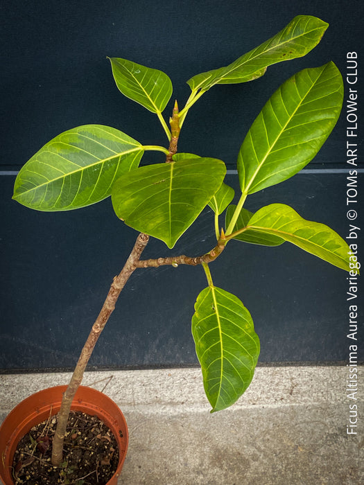 Ficus Altissima Aurea Variegata, organically grown plants for sale at TOMs FLOWer CLUB.