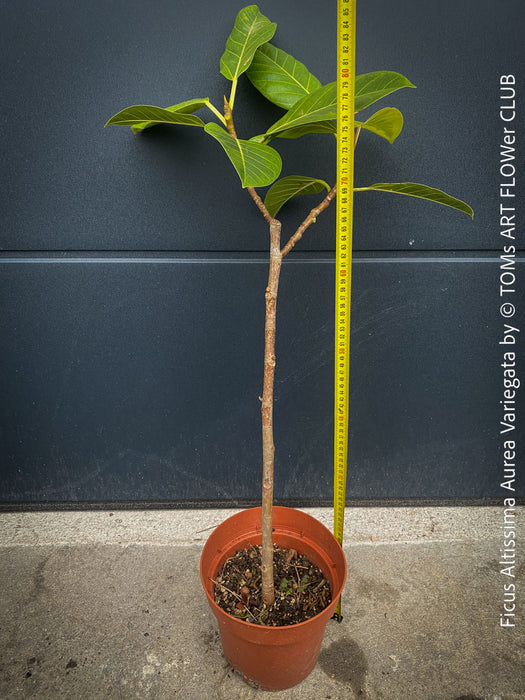 Ficus Altissima Aurea Variegata, organically grown plants for sale at TOMs FLOWer CLUB.