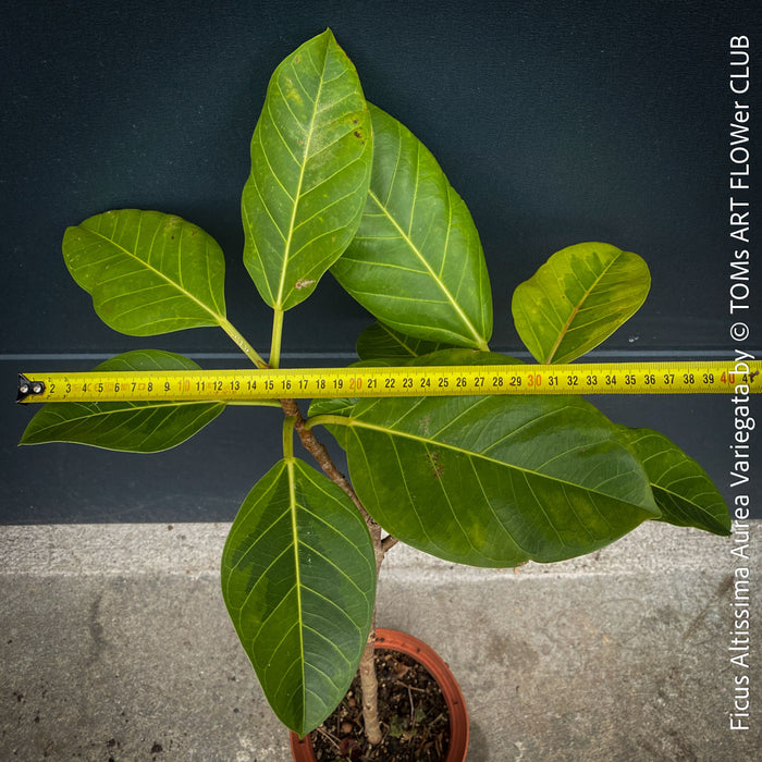 Ficus Altissima Aurea Variegata, organically grown plants for sale at TOMs FLOWer CLUB.