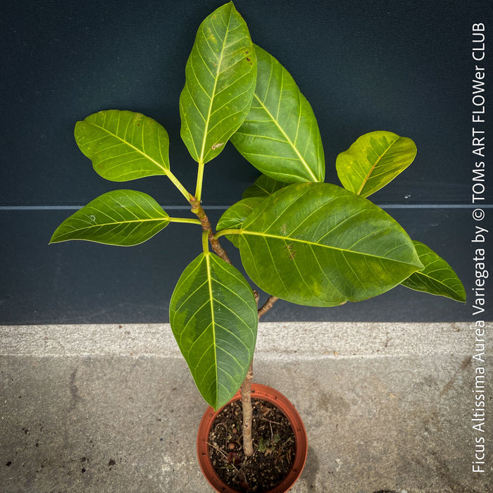 ficus altissima variegata for sale Ficus Altissima Aurea Variegata