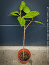 Ficus Altissima Aurea Variegata, organically grown plants for sale at TOMs FLOWer CLUB.