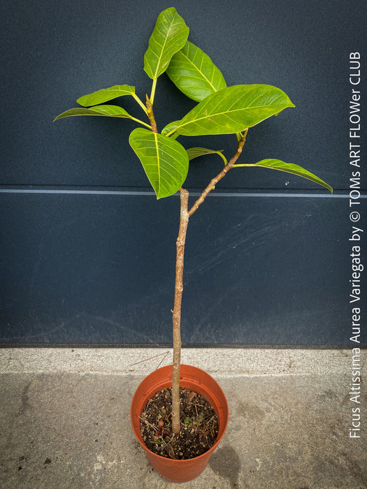 Ficus Altissima Aurea Variegata, organically grown plants for sale at TOMs FLOWer CLUB.