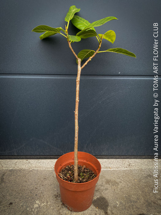 Ficus Altissima Aurea Variegata, organically grown plants for sale at TOMs FLOWer CLUB.