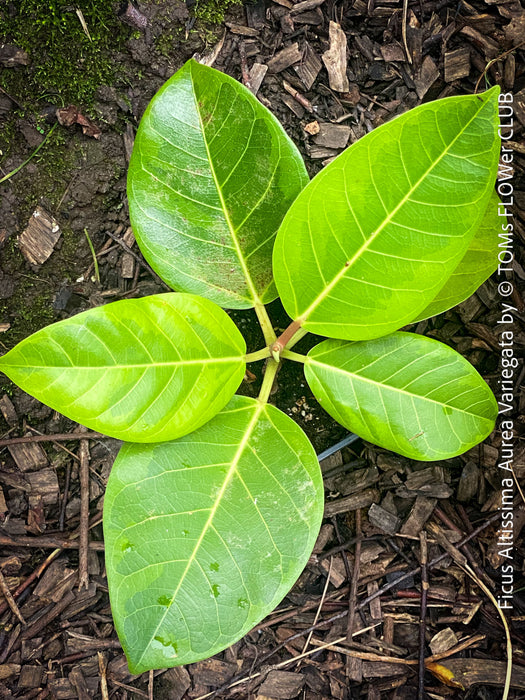 Ficus Altissima Aurea Variegata, organically grown plants for sale at TOMs FLOWer CLUB.