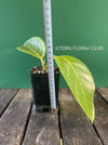 Ficus Altissima Aurea Variegata, organically grown plants for sale at TOMs FLOWer CLUB.