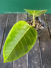 Ficus Altissima Aurea Variegata, organically grown plants for sale at TOMs FLOWer CLUB.