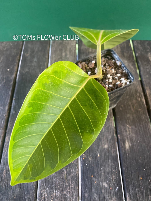 Ficus Altissima Aurea Variegata, organically grown plants for sale at TOMs FLOWer CLUB.