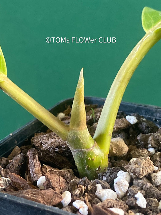 Ficus Altissima Aurea Variegata, organically grown plants for sale at TOMs FLOWer CLUB.