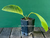 Ficus Altissima Aurea Variegata, organically grown plants for sale at TOMs FLOWer CLUB.