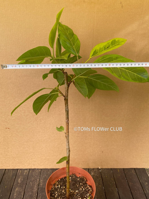 Ficus Altissima Aurea Variegata, organically grown plants for sale at TOMs FLOWer CLUB.