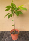 Ficus Altissima Aurea Variegata, organically grown plants for sale at TOMs FLOWer CLUB.