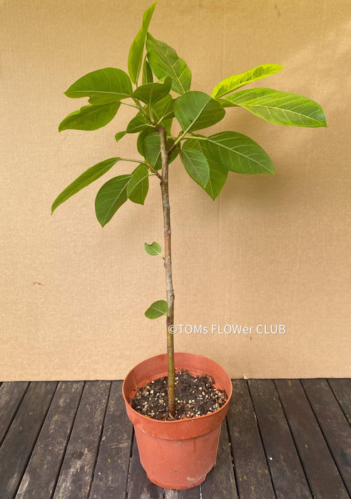 Ficus Altissima Aurea Variegata, organically grown plants for sale at TOMs FLOWer CLUB.