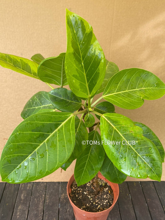 Ficus Altissima Aurea Variegata, organically grown plants for sale at TOMs FLOWer CLUB.