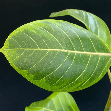 Ficus Altissima Aurea Variegata, organically grown plants for sale at TOMs FLOWer CLUB.