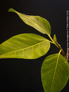 Ficus Altissima Aurea Variegata, organically grown plants for sale at TOMs FLOWer CLUB.