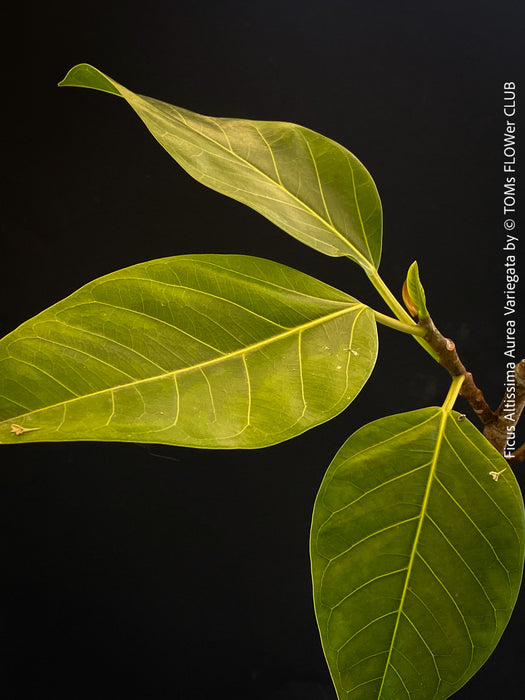 Ficus Altissima Aurea Variegata, organically grown plants for sale at TOMs FLOWer CLUB.