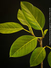 Ficus Altissima Aurea Variegata, organically grown plants for sale at TOMs FLOWer CLUB.