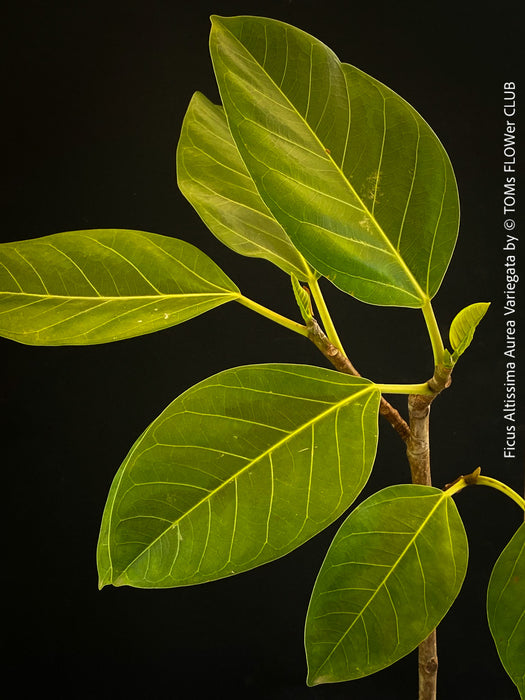 Ficus Altissima Aurea Variegata, organically grown plants for sale at TOMs FLOWer CLUB.