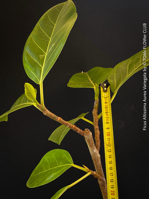 Ficus Altissima Aurea Variegata, organically grown plants for sale at TOMs FLOWer CLUB.