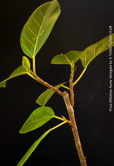 Ficus Altissima Aurea Variegata, organically grown plants for sale at TOMs FLOWer CLUB.