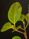 Ficus Altissima Aurea Variegata, organically grown plants for sale at TOMs FLOWer CLUB.