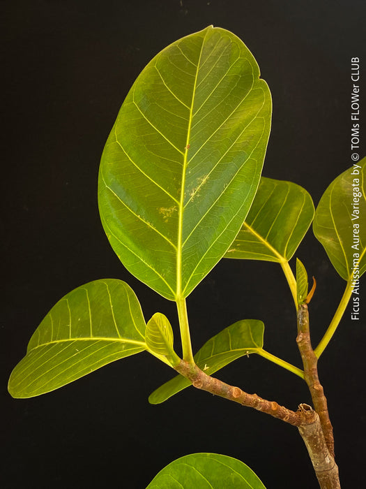 Ficus Altissima Aurea Variegata, organically grown plants for sale at TOMs FLOWer CLUB.