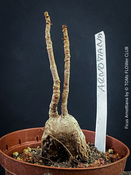 Tropical Ficus arnottiana specimen plant from TOMs FLOWer CLUB collection