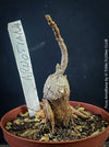 Organically grown Ficus arnottiana with healthy root development