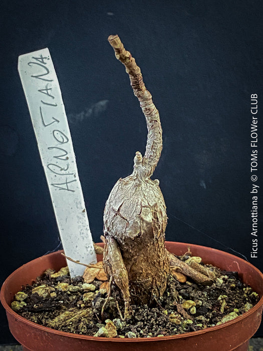 Organically grown Ficus arnottiana with healthy root development