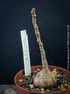 Organically grown Ficus arnottiana with healthy root development