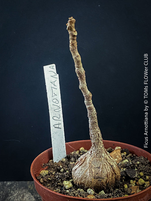 Organically grown Ficus arnottiana with healthy root development