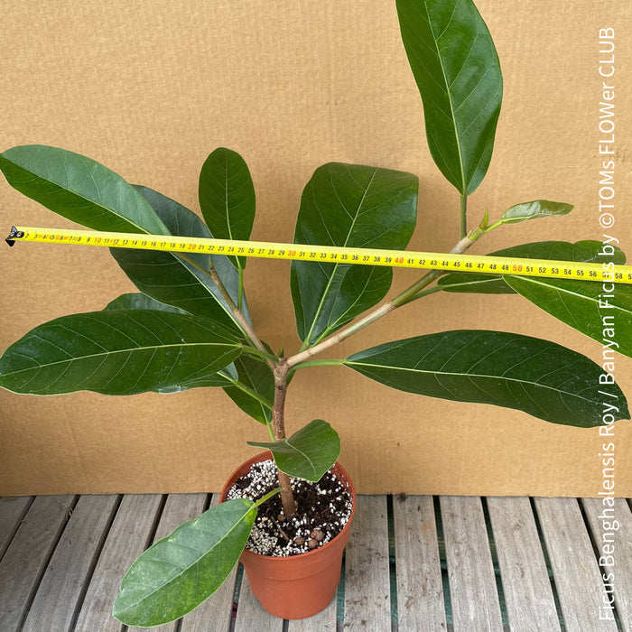 Ficus Benghalensis Roy, Banyan Ficus, organically grown plants for sale at TOMs FLOWer CLUB.