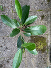 Ficus Benghalensis Roy, Banyan Ficus, organically grown plants for sale at TOMs FLOWer CLUB.