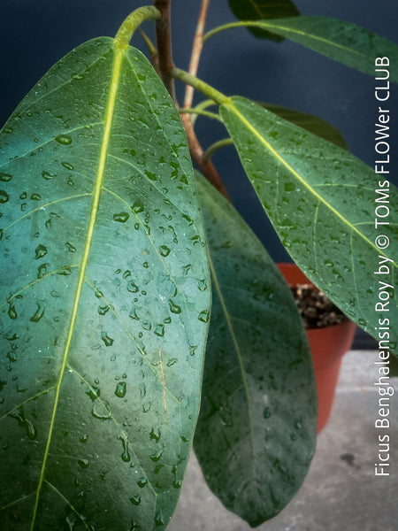 Ficus Benghalensis Roy potted low maintenance plant ideal for home and office spaces from TOMs FLOWer CLUB