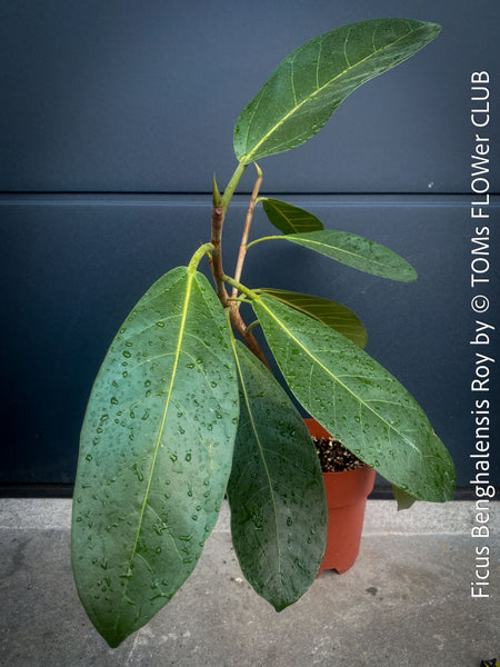 Ficus Benghalensis Roy potted low maintenance plant ideal for home and office spaces from TOMs FLOWer CLUB