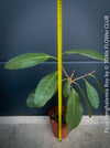 Ficus Benghalensis Roy potted low maintenance plant ideal for home and office spaces from TOMs FLOWer CLUB