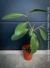 Ficus Benghalensis Roy potted low maintenance plant ideal for home and office spaces from TOMs FLOWer CLUB