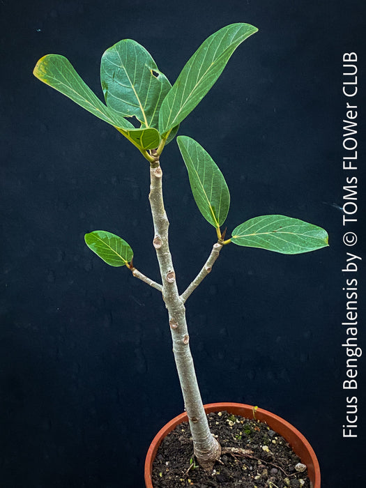 Ficus Benghalensis