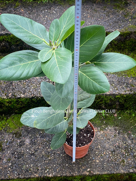 Ficus Benghalensis, organically grown plants for sale at TOMsFLOWer CLUB.