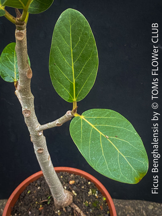 Ficus Benghalensis