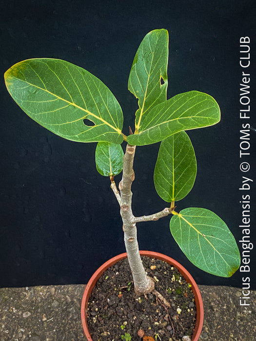 Ficus Benghalensis