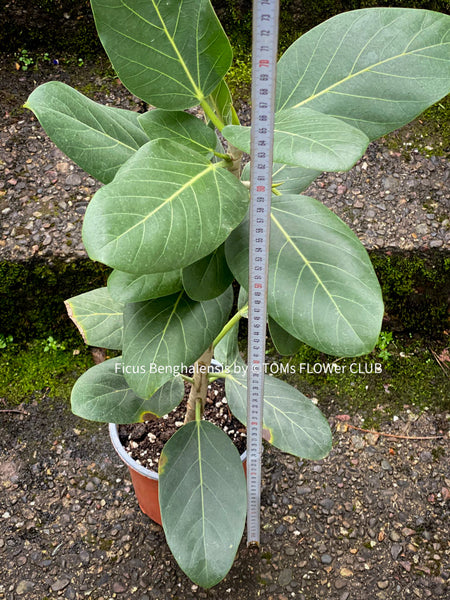 Ficus Benghalensis, organically grown plants for sale at TOMsFLOWer CLUB.