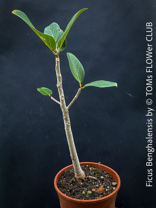 Ficus Benghalensis