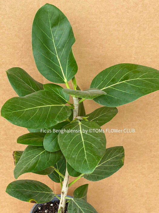 Ficus Benghalensis, organically grown plants for sale at TOMsFLOWer CLUB.
