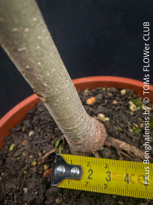 Ficus Benghalensis