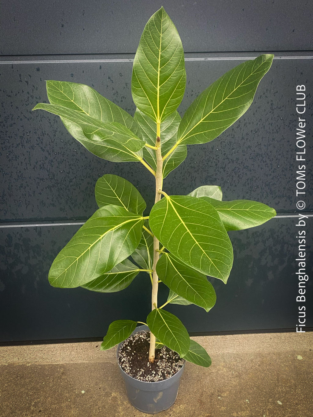 Ficus Benghalensis | organically grown tropical plants