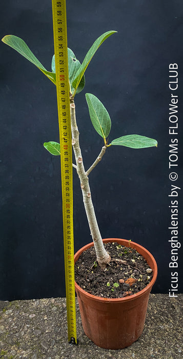 Ficus Benghalensis