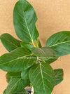 Ficus Benghalensis, organically grown plants for sale at TOMsFLOWer CLUB.