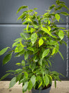 Ficus Benjamina Aurea Variegata, low maintenance tropical plants, organically grown plants for sale at TOMs FLOWer CLUB.